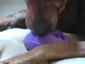 Train Your Dog to Settle Down