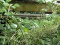 Moel Y Gest Light Railway Steam Up