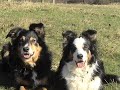 my dogs