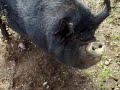 White Post Farm Kune Kune Pigs White Post Farm Kune Kune Pigs