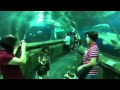 Singapore sentosa aquarium - YouTube