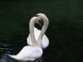 Sellado con un beso .... y algun abrazo (Sealed with a kiss)