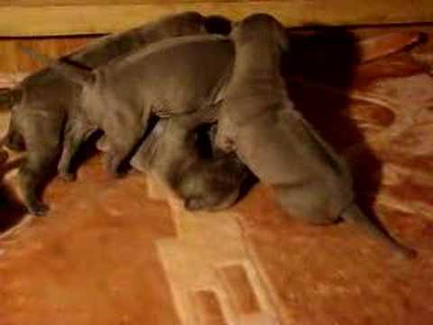thai dog