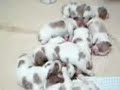 Andrew x Mollie Puppies Webcam Day 7
