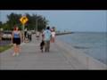German Shepherd Obedience Larus