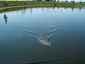 Medusa Topwater Globe Musky Northern Pike Lure Bait  www.gruntmuskielures.com