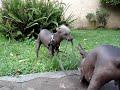 Ruga y Perrin Ruga y Perrin