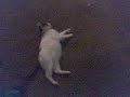 my lazy ass cat my lazy ass cat