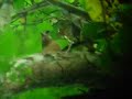 Variegated Antpitta Variegated Antpitta