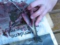 How to disembowel a fish - Lesson 1 How to disembowel a fish - Lesson 1