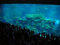 dubai mall acquarium