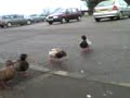 TUNNAIG/duck