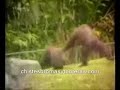 Animales y niños chistosos