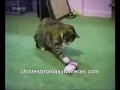 Animales y ni�os chistosos