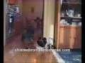 Animales y niños chistosos