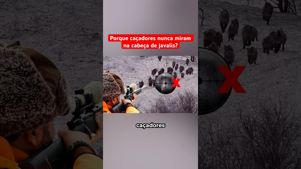 Porque Caçadores Não Miram Na Cabeça Dos Javalis?