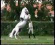 Lipica - Heimat der weissen Pferde