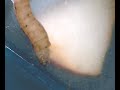 A apple codling moth under the microskop A apple codling moth under the microskop