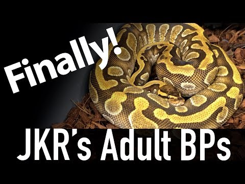 YouTube reptile video