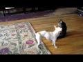 Trigger the Cat