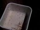 Tons of Different Bugs