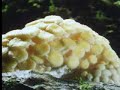 Attenborough - Fungi