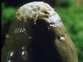 Wow! Fungi plant growth - The Private Life of Plants - David Attenborough - BBC wildlife