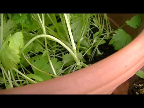 how to grow cilantro in a pot