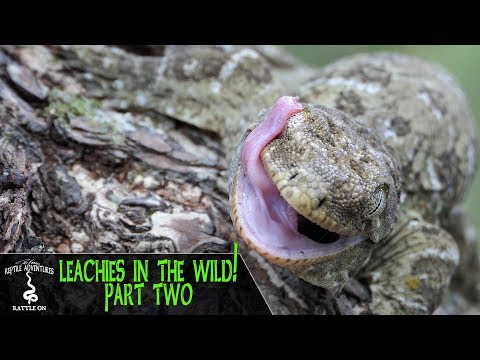 YouTube reptile video
