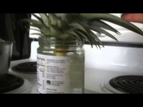how to transplant gotu kola