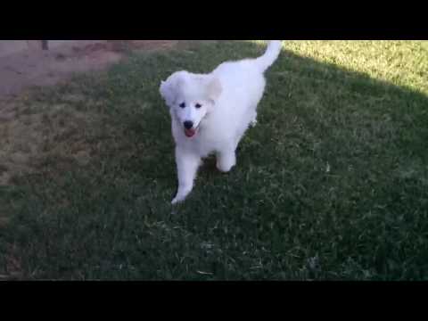 great pyrenees