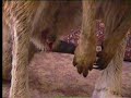 Kangaroo birth Kangaroo birth