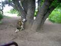 Kishka waits for squirrel and Sadie barks
