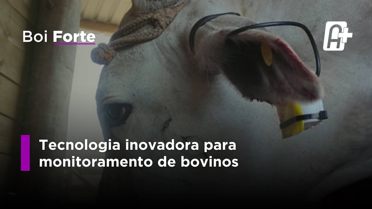 Sensores no Canal Auditivo de Bovinos aumentam Bem-Estar e Rastreabilidade.