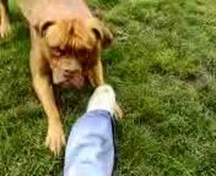 dogue de bordeaux cross pitbull. dogue de bordeaux