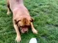my dogue de bordeaux attacking my foot in a freindly way!