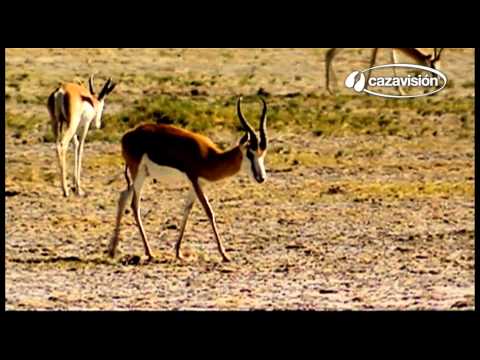Bajo el cielo salvaje de África: leones y antílopes en África Bajo el cielo salvaje de África: leones y antílopes en África