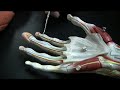 Muscles and Tendons of the Forearm pt 1