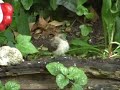 Vandaag (28 juni 2008) zijn de vier jongen uitgevlogen, één jong bleef de hele dag bij de grond en werd daar door de ouders gevoerd. Op de video zie je hoe het gevoerd wordt en hoe het een stukje probeert te vliegen en zichzelf nog onbeholpen verzorgt. Heel leuk en aandoenlijk om te zien! En je hoort de 4 jongen roepen naar de ouders. Foto's en video: Maybelline BroekhuijsenLocatie: Wijk bij Duurstede - HollandUm passarinho joven no meu jardim (Muscicapa striata). Es el primer dia afora do ninho!Un papamoscas gris muy joven en mi jardin.Posee una técnica de caza muy particular, atrapando a los insectos al vuelo desde una rama que domine su territorio a la que volverá tras conseguir la presa, es decir, realizando vuelos cortos.