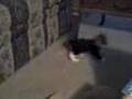videos de my kitty