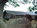 Banglar rup chirayotho- cows