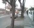 elpibe pisteando como un campeon
