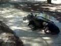 4-wheeler-2