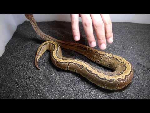 YouTube reptile video