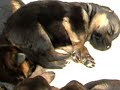 German Shepherd Puppies aged two weeks