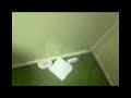 Cogent- Ken Trttles kills innocent mousey!!!
