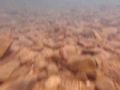 Belizian river vid '09.AVI