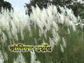 Ningan Koye Pello