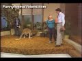 Killer Willard the Boxing Kangaroo