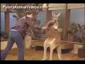 killer-willard-the-boxing-kangaroo.html